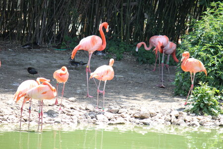 2023-06-01 - Parc animalier à Villars-les-Dombes, Ain - Parc des Oiseaux, MS - 01-06-2023 11-28-17 5184x3456