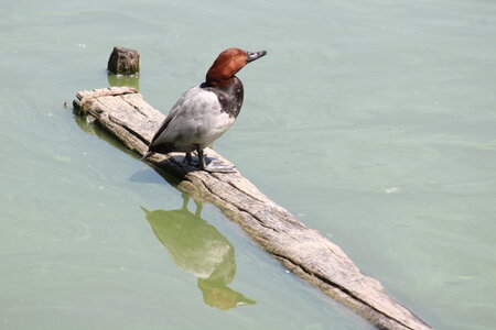 2023-06-01 - Parc animalier à Villars-les-Dombes, Ain - Parc des Oiseaux, MS - 01-06-2023 11-29-00 1975x1645
