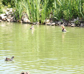 2023-06-01 - Parc animalier à Villars-les-Dombes, Ain - Parc des Oiseaux, MS - 01-06-2023 11-30-26 3603x3154