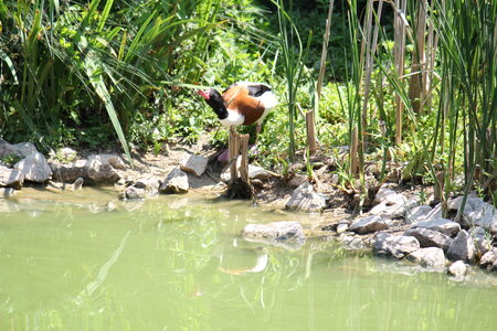 2023-06-01 - Parc animalier à Villars-les-Dombes, Ain - Parc des Oiseaux, MS - 01-06-2023 11-33-41 5184x3456