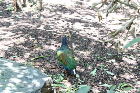 2023-06-01 - Parc animalier à Villars-les-Dombes, Ain - Parc des Oiseaux, MS - 01-06-2023 13-36-05 5184x3456
