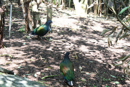 2023-06-01 - Parc animalier à Villars-les-Dombes, Ain - Parc des Oiseaux, MS - 01-06-2023 13-36-18 5184x3456