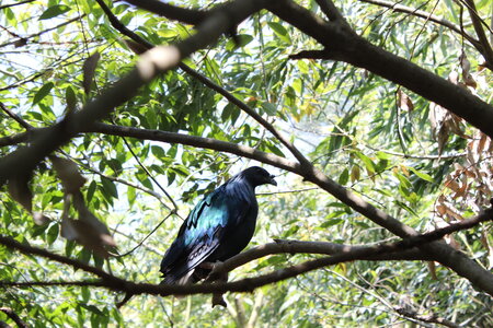 2023-06-01 - Parc animalier à Villars-les-Dombes, Ain - Parc des Oiseaux, MS - 01-06-2023 13-36-26 5184x3456