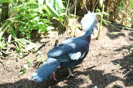2023-06-01 - Parc animalier à Villars-les-Dombes, Ain - Parc des Oiseaux, MS - 01-06-2023 13-41-04 5184x3456