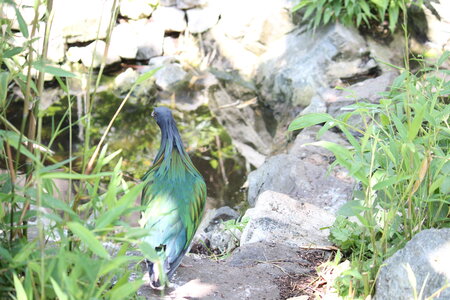 2023-06-01 - Parc animalier à Villars-les-Dombes, Ain - Parc des Oiseaux, MS - 01-06-2023 13-41-55 5184x3456