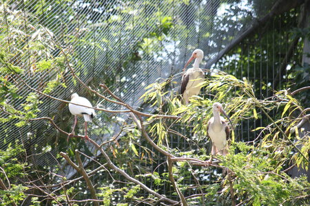 2023-06-01 - Parc animalier à Villars-les-Dombes, Ain - Parc des Oiseaux, MS - 01-06-2023 13-42-58 5184x3456