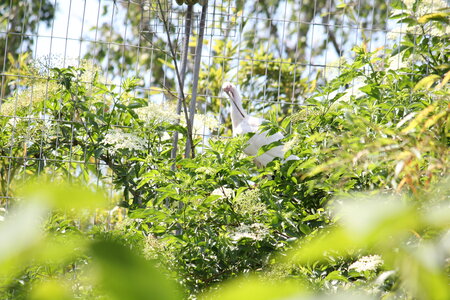 2023-06-01 - Parc animalier à Villars-les-Dombes, Ain - Parc des Oiseaux, MS - 01-06-2023 13-43-14 5184x3456