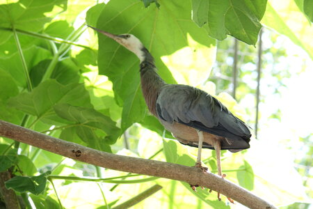 2023-06-01 - Parc animalier à Villars-les-Dombes, Ain - Parc des Oiseaux, MS - 01-06-2023 13-43-41 5184x3456