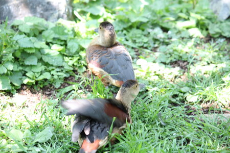 2023-06-01 - Parc animalier à Villars-les-Dombes, Ain - Parc des Oiseaux, MS - 01-06-2023 13-44-09 5184x3456