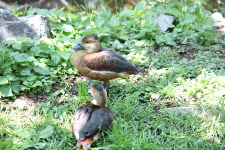 2023-06-01 - Parc animalier à Villars-les-Dombes, Ain - Parc des Oiseaux, MS - 01-06-2023 13-44-20 5184x3456
