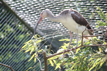 2023-06-01 - Parc animalier à Villars-les-Dombes, Ain - Parc des Oiseaux, MS - 01-06-2023 13-45-33 5184x3456