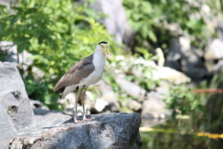 2023-06-01 - Parc animalier à Villars-les-Dombes, Ain - Parc des Oiseaux, MS - 01-06-2023 13-47-03 5184x3456