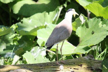 2023-06-01 - Parc animalier à Villars-les-Dombes, Ain - Parc des Oiseaux, MS - 01-06-2023 13-47-34 5184x3456