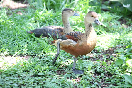 2023-06-01 - Parc animalier à Villars-les-Dombes, Ain - Parc des Oiseaux, MS - 01-06-2023 13-49-19 5184x3456
