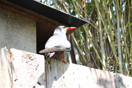 2023-06-01 - Parc animalier à Villars-les-Dombes, Ain - Parc des Oiseaux, MS - 01-06-2023 13-50-20 5184x3456