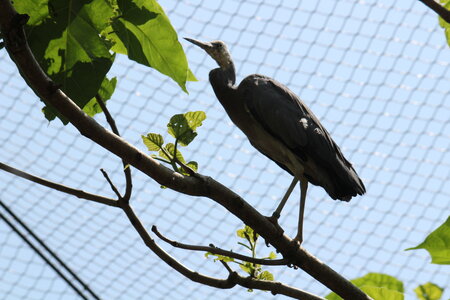 2023-06-01 - Parc animalier à Villars-les-Dombes, Ain - Parc des Oiseaux, MS - 01-06-2023 13-52-42 5184x3456