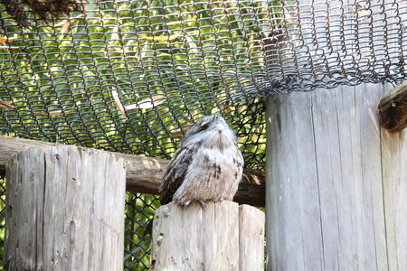 2023-06-01 - Parc animalier à Villars-les-Dombes, Ain - Parc des Oiseaux, MS - 01-06-2023 13-53-10 5184x3456