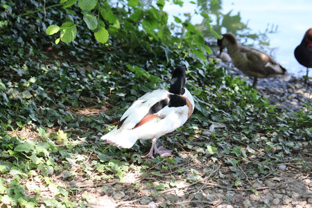 2023-06-01 - Parc animalier à Villars-les-Dombes, Ain - Parc des Oiseaux, MS - 01-06-2023 13-59-10 5184x3456