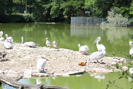 2023-06-01 - Parc animalier à Villars-les-Dombes, Ain - Parc des Oiseaux, MS - 01-06-2023 13-59-59 5184x3456