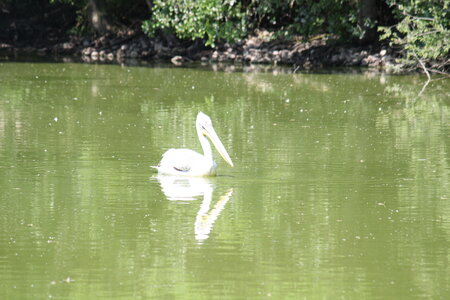 2023-06-01 - Parc animalier à Villars-les-Dombes, Ain - Parc des Oiseaux, MS - 01-06-2023 14-00-32 5184x3456