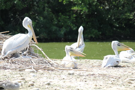 2023-06-01 - Parc animalier à Villars-les-Dombes, Ain - Parc des Oiseaux, MS - 01-06-2023 14-00-47 5184x3456