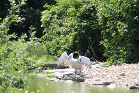 2023-06-01 - Parc animalier à Villars-les-Dombes, Ain - Parc des Oiseaux, MS - 01-06-2023 14-02-016