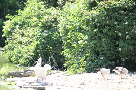 2023-06-01 - Parc animalier à Villars-les-Dombes, Ain - Parc des Oiseaux, MS - 01-06-2023 14-02-17 5184x3456