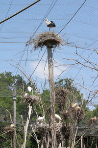 2023-06-01 - Parc animalier à Villars-les-Dombes, Ain - Parc des Oiseaux, MS - 01-06-2023 14-08-21 3456x5184