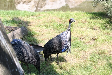 2023-06-01 - Parc animalier à Villars-les-Dombes, Ain - Parc des Oiseaux, MS - 01-06-2023 14-08-40 5184x3456
