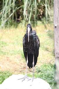 2023-06-01 - Parc animalier à Villars-les-Dombes, Ain - Parc des Oiseaux, MS - 01-06-2023 14-08-50 3456x5184