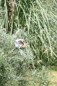 2023-06-01 - Parc animalier à Villars-les-Dombes, Ain - Parc des Oiseaux, MS - 01-06-2023 14-08-53 3456x5184