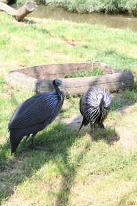 2023-06-01 - Parc animalier à Villars-les-Dombes, Ain - Parc des Oiseaux, MS - 01-06-2023 14-08-58 3456x5184