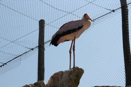 2023-06-01 - Parc animalier à Villars-les-Dombes, Ain - Parc des Oiseaux, MS - 01-06-2023 14-09-23 5184x3456