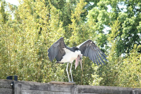 2023-06-01 - Parc animalier à Villars-les-Dombes, Ain - Parc des Oiseaux, MS - 01-06-2023 14-39-49 5184x3456