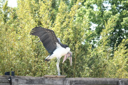 2023-06-01 - Parc animalier à Villars-les-Dombes, Ain - Parc des Oiseaux, MS - 01-06-2023 14-40-17 5184x3456
