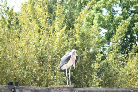 2023-06-01 - Parc animalier à Villars-les-Dombes, Ain - Parc des Oiseaux, MS - 01-06-2023 14-40-21 5184x3456