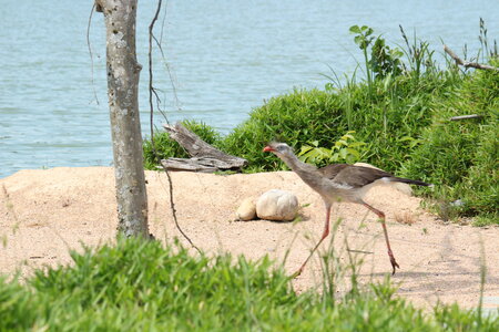 2023-06-01 - Parc animalier à Villars-les-Dombes, Ain - Parc des Oiseaux, MS - 01-06-2023 14-41-54 5184x3456