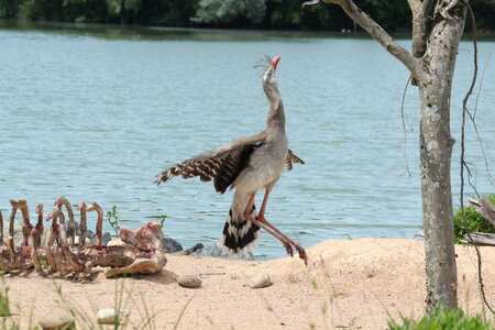 2023-06-01 - Parc animalier à Villars-les-Dombes, Ain - Parc des Oiseaux, MS - 01-06-2023 14-41-56 5184x3456