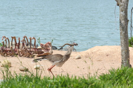 2023-06-01 - Parc animalier à Villars-les-Dombes, Ain - Parc des Oiseaux, MS - 01-06-2023 14-42-03 5184x3456