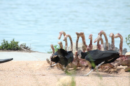 2023-06-01 - Parc animalier à Villars-les-Dombes, Ain - Parc des Oiseaux, MS - 01-06-2023 14-43-09 5184x3456