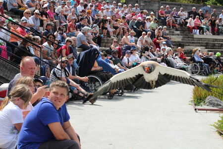 2023-06-01 - Parc animalier à Villars-les-Dombes, Ain - Parc des Oiseaux, MS - 01-06-2023 14-43-45 5184x3456