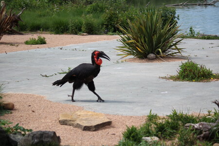 2023-06-01 - Parc animalier à Villars-les-Dombes, Ain - Parc des Oiseaux, MS - 01-06-2023 14-47-57 5184x3456