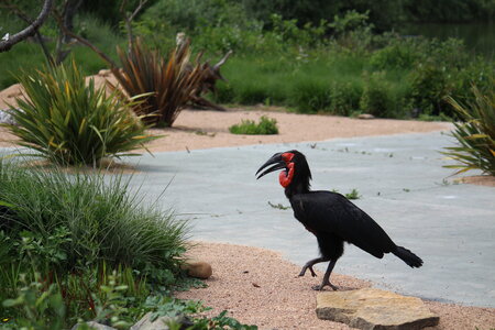 2023-06-01 - Parc animalier à Villars-les-Dombes, Ain - Parc des Oiseaux, MS - 01-06-2023 14-48-26 5184x3456