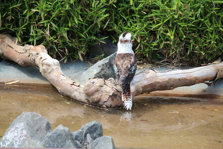 2023-06-01 - Parc animalier à Villars-les-Dombes, Ain - Parc des Oiseaux, MS - 01-06-2023 14-48-52 5184x3456
