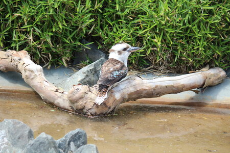 2023-06-01 - Parc animalier à Villars-les-Dombes, Ain - Parc des Oiseaux, MS - 01-06-2023 14-48-53 5184x3456