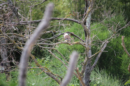 2023-06-01 - Parc animalier à Villars-les-Dombes, Ain - Parc des Oiseaux, MS - 01-06-2023 14-49-07 5184x3456