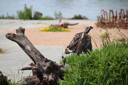 2023-06-01 - Parc animalier à Villars-les-Dombes, Ain - Parc des Oiseaux, MS - 01-06-2023 14-52-55 5184x3456