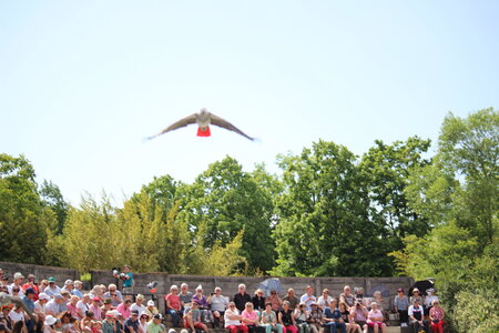 2023-06-01 - Parc animalier à Villars-les-Dombes, Ain - Parc des Oiseaux, MS - 01-06-2023 14-53-055