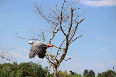 2023-06-01 - Parc animalier à Villars-les-Dombes, Ain - Parc des Oiseaux, MS - 01-06-2023 14-55-12 5184x3456