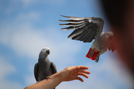 2023-06-01 - Parc animalier à Villars-les-Dombes, Ain - Parc des Oiseaux, MS - 01-06-2023 14-56-32 5184x3456